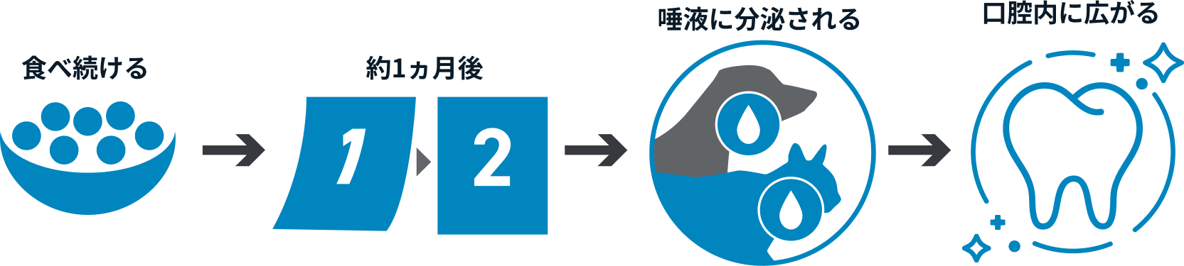 食べ続ける → 約1ヵ月後 → 唾液に分泌される → 口腔内に広がる