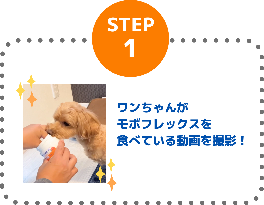 STEP1 ワンちゃんがモボフレックスを食べている動画を撮影！